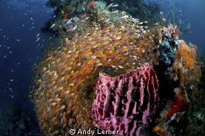 A school of fish surround a sponge in Raja Ampat by Andy Lerner 